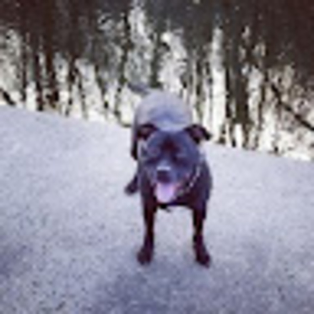 Meet your Posher, Phoebe